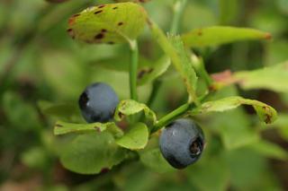 Borówka czarna (jagoda czarna)  - właściwości i zastosowanie lecznicze owoców borówki, przetwory z jagód borówki czarnej