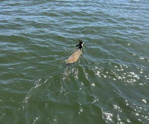 Młody jelonek wpadł do kanału portowego w Gdańsku. Uratowała go załoga Pioruna