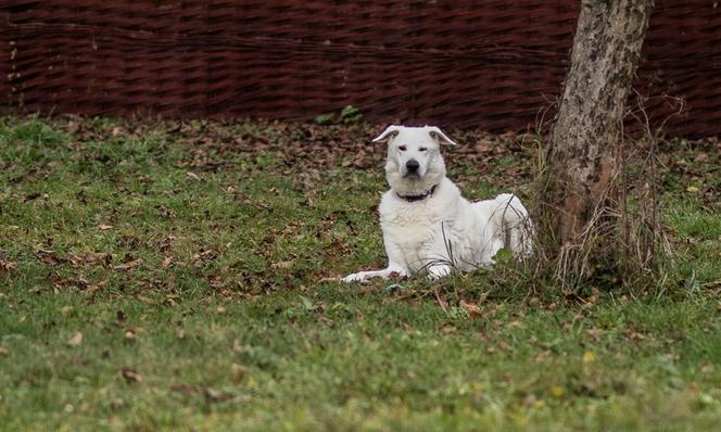 Dostał łapę z drukarki 3d