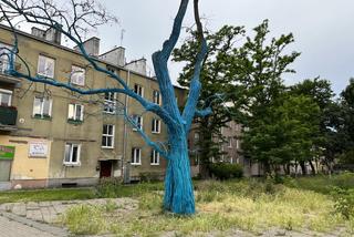 Drzewo jest uschłe - podkreślają urzędnicy