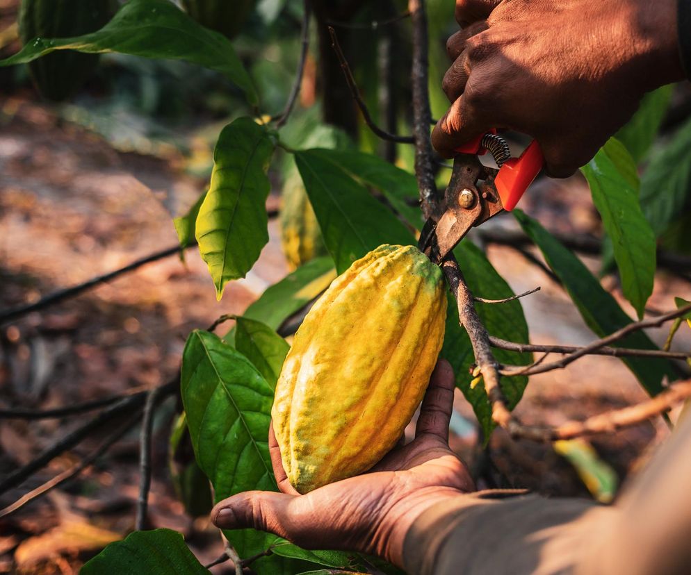 Uchodzi za „napój bogów”, może zastępować kawę. Problem stanowią dodatki