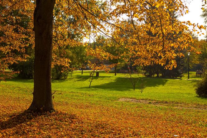 Park Śląski jesienią jest naprawdę piękny