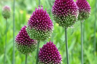 Czosnek główkowaty - Allium sphaerocephalon