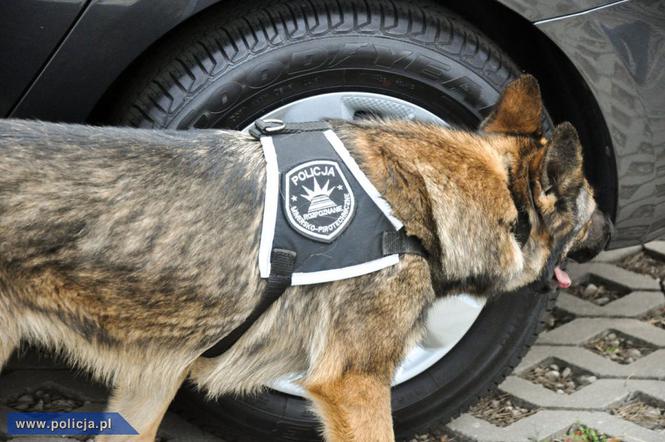 Pies z policyjnym pirotechnikiem - zdjęcie ilustracyjne