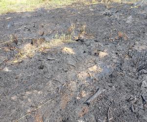 Pożar lasu koło Piotrkowa Trybunalskiego