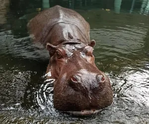 W krakowskim zoo Nowy Rok oznacza szereg inwestycji