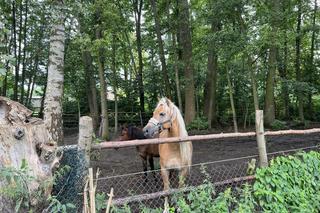 Policjanci i strażacy w akcji. Łapali uciekinierów z zagrody