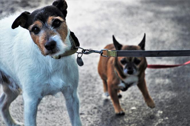 Bójka na spacerze z psami! 26-latek może trafić do więzienia