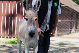 ZOO w Warszawie ma już 97 lat. Wielka feta w stołecznym ogrodzie! Jakie tajemnice kryje jego historia?