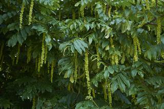 Skrzydłorzech kaukaski (jesionolistny) - Pterocarya fraxinifolia