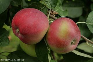 Jabłoń domowa ‘Jerseymac’ - Malus domestica 'Jerseymac'