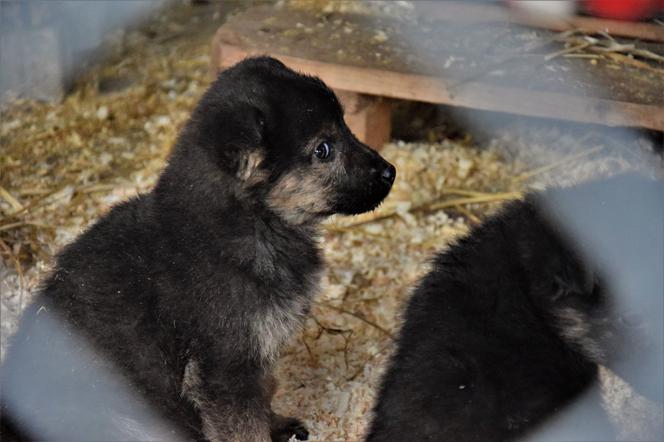 Słodziaki do wzięcia