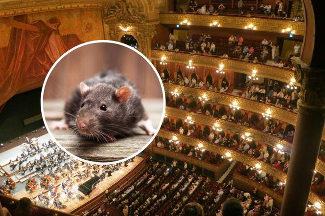 Szczur w teatrze