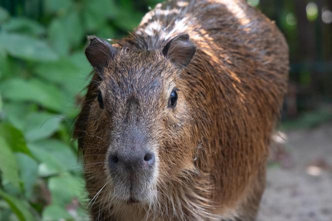 Kapibary przejmują łódzkie ZOO! Do dwóch samic dołączył samiec