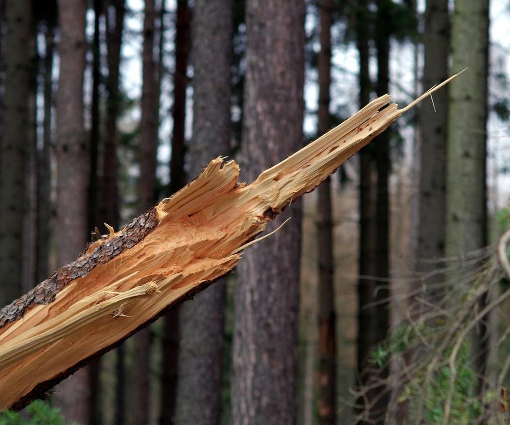 Wichura ucichnie, ale pojawią się oblodzenia. Synoptycy ostrzegają przed niebezpieczną pogodą 