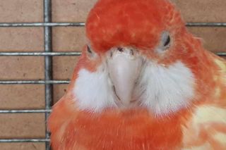 Wystawa ptaków egzotycznych w Kaliszu