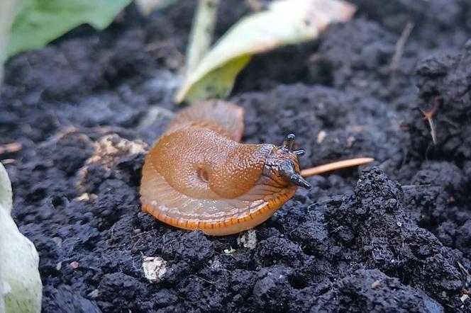 Budzą obrzydzenie i są utrapieniem ogrodników. Ślimaki sieją spustoszenie