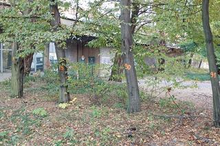 Drzewa ul. Rataje Poznań 