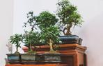 Drzewko bonsai