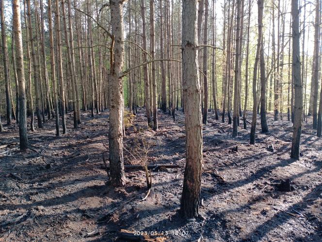 Pożar w lesie w Lubuskiem. Interweniowały służby