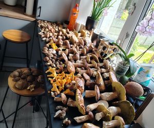 Wysyp grzybów w woj. lubelskim