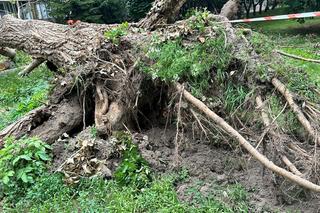  Drzewo runęło na blok! Roztrzaskane szyby w oknach, rozryta elewacja i zarwane balkony