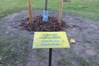 Danusia, Halinka, Linkus, Seniorita i Stasiu zapuszczają korzenie. Nowe nasadzenia w Lesznie