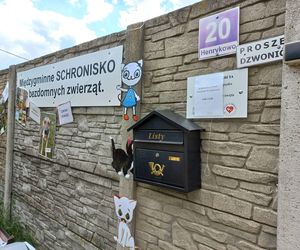 „Wszystkie psiaki nasze są” w schronisku w Henrykowie koło Leszna
