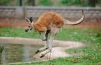 W Łódzkim ZOO na świat przyszedł mały kangurek