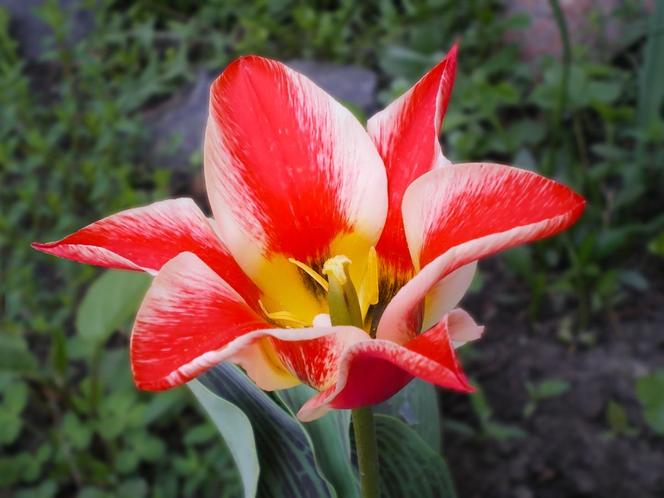 Tulipany Greiga