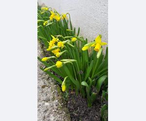 Wiosna zawitała do Wrocławia. Zebraliśmy Wasze zdjęcia pierwszych oznak wiosny, Zobaczcie, jakie piękne!