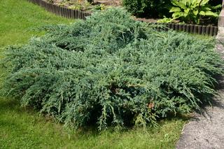 Pielęgnacja jałowca łuskowatego (Juniperus squamata 'Meyeri') [Porada eksperta]