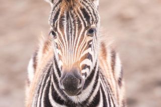 W ZOO Wrocław urodziła się nowa zebra