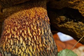 Grzyb wielki jak warszawska Patelnia! Ponury imieniem, wspaniały wyglądem