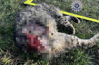 Nie dał się pogłaskać. 42-latek poćwiartował kota. Internauta: ZŁO, które trudno wyrazić słowami