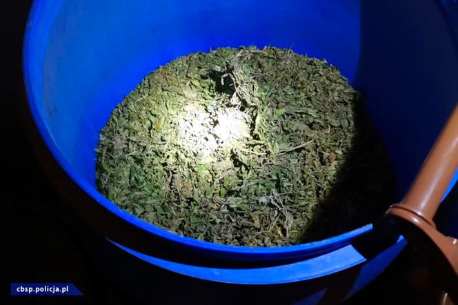 CBŚP zlikwidowało w Łódzkiem OGROMNĄ plantację marihuany