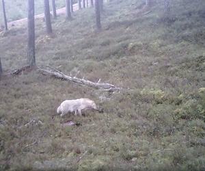 Biały wilk i jego ofiara uchwycone przez kamerę. Fascynujące nagranie z Pomorskiego [ZDJĘCIA]