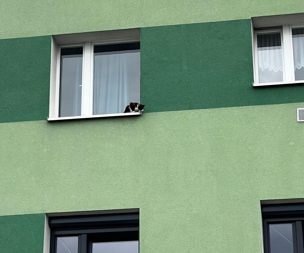 Kot na parapecie, właściciele poza domem