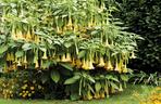 Niesamowita Datura. Zdjęcia