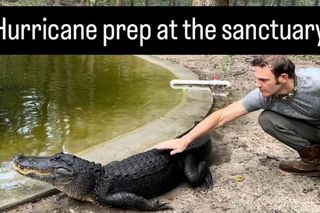 Floryda pod wodą. Mieszkańcy muszą uważać na aligatory