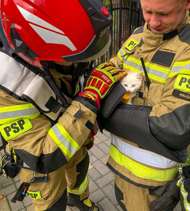 Strażacy uwolnili kotka, który wpadł do szybu okiennego