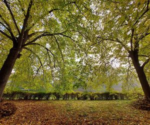 Zamojski Park jesienią