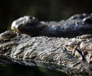 Rozbili się w Amazonii. Dwa dni czekali na ratunek obok gniazda aligatorów