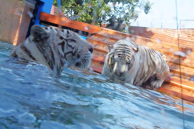 Zoo Borysew może się pochwalić jedynym takim obiektem w Europie. To basen dla białych tygrysów [ZDJĘCIA]. 