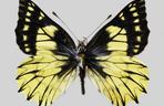 Polscy naukowcy odkryli nowy gatunek motyla! W ich akcji brała nawet udział armia