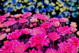 Takich chryzantem jak te spod Bydgoszczy nie ma nigdzie indziej. Pigemntowane kwiaty w wyjątkowych kolorach robią wrażenie!