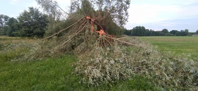 Piorun zabił mi kózkę Felę. Poczułem potworny ból i jakieś ciepło przeszyło moje ciało