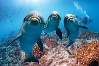 Krwawe żniwo wojny na Ukrainie. Na Morzu Czarnym zginęło 3 tys. delfinów