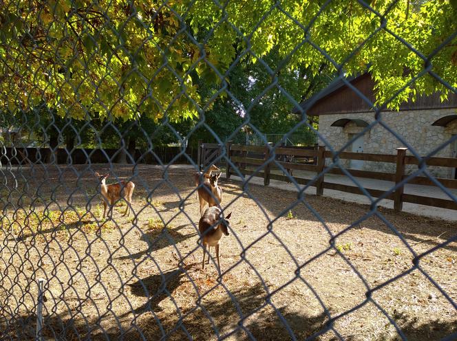 Ogród zoologiczny im. Stefana Milera w Zamościu