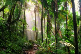 Jaki związek ma wycinanie lasów tropikalnych z koronawirusem?